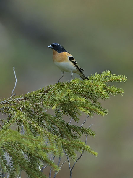 Järripeippo, Brambling, Fringilla montifringilla